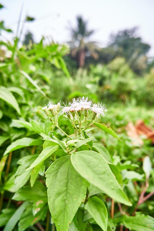 close-up of milkweed plants growing wild in the garden photo