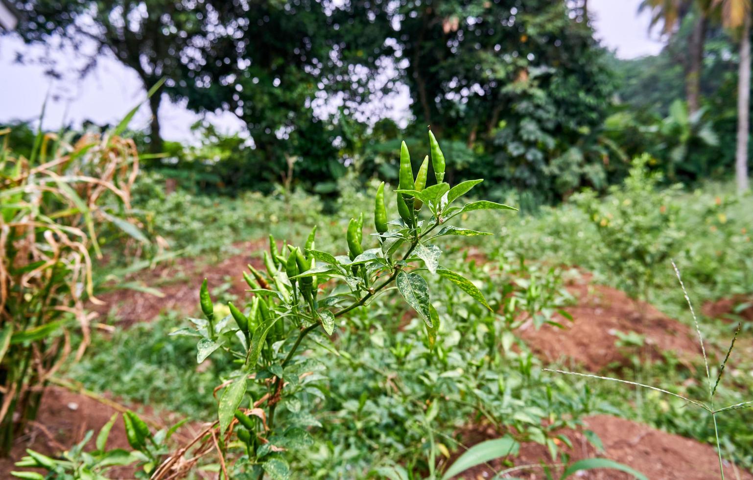 group of fresh chilies growing in the plantation. ready for harvest photo