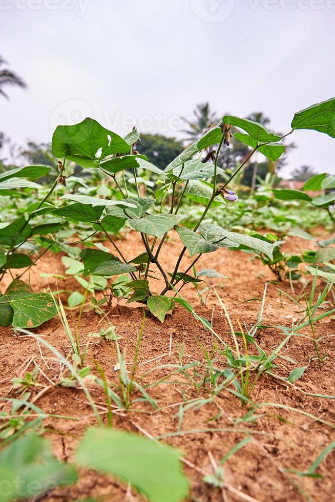 Closeup of a jicama plant growing on a plantation. fresh jicama leaves in a plantation