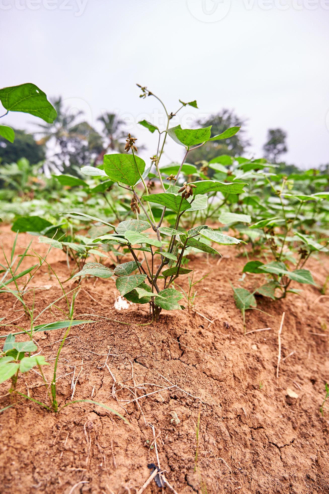 Closeup of a jicama plant growing on a plantation. fresh jicama leaves