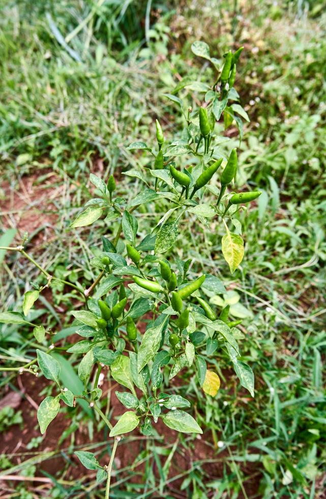 group of fresh chilies growing in the plantation. ready for harvest photo