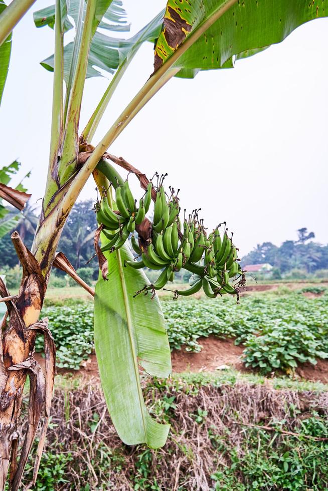 Banana tree growing fresh on a plantation photo