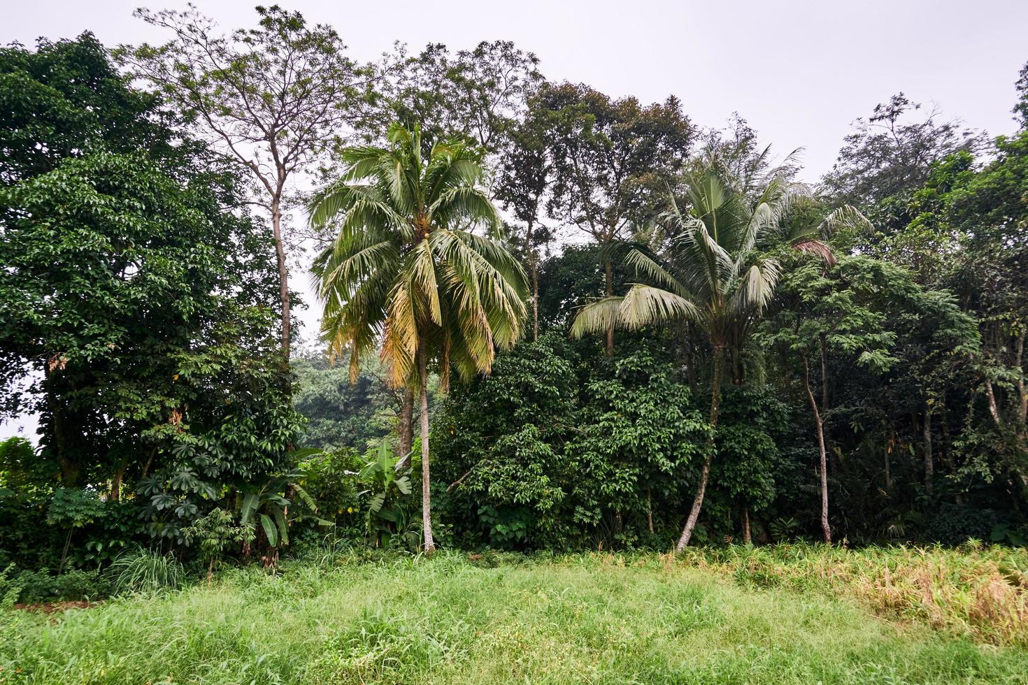 the scenery is a lot of big trees growing photo