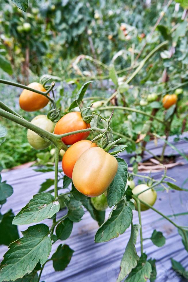 Fresh tomatoes are grown in the plantation. Tomatoes are ready to be harvested in the plantation. fresh red tomatoes in the garden. photo
