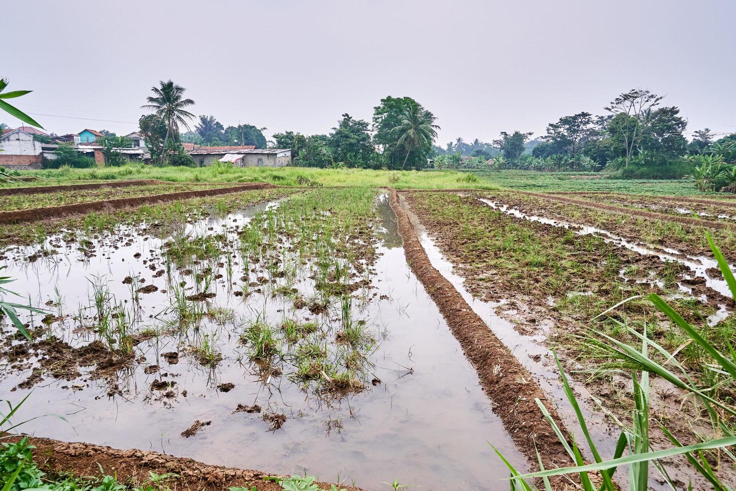 plowed rice field photo