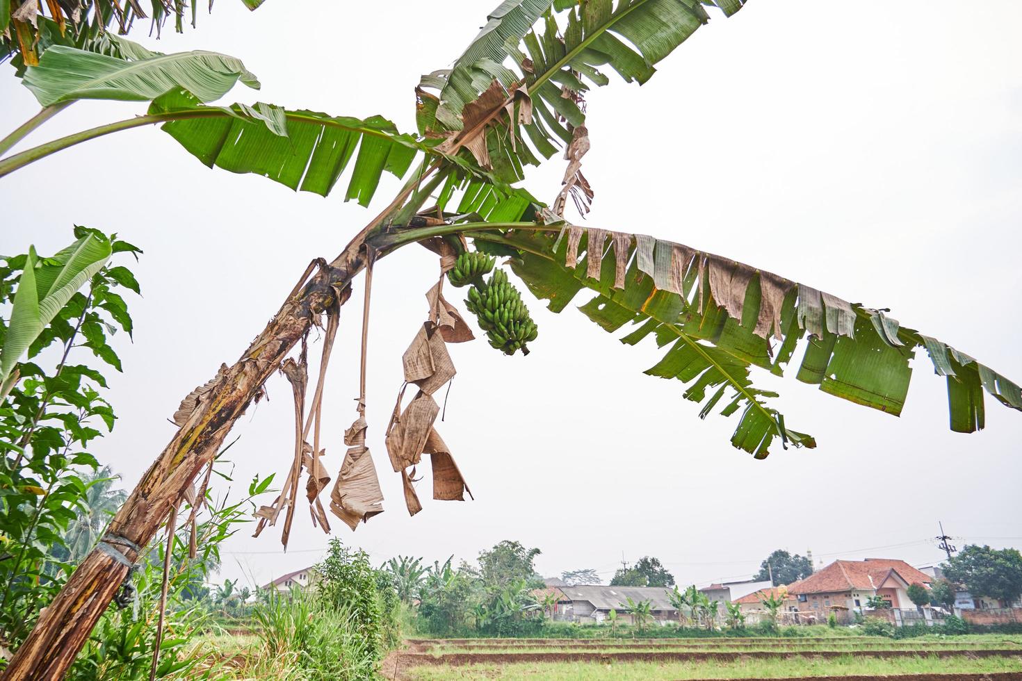 Banana tree growing fresh on a plantation photo