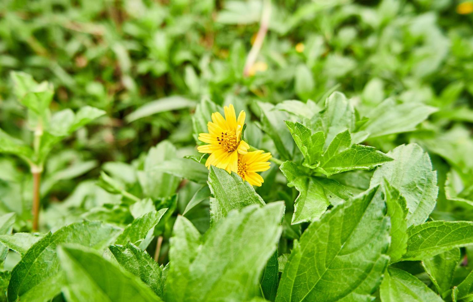 Close-up of wild sunflower growing in plantation photo