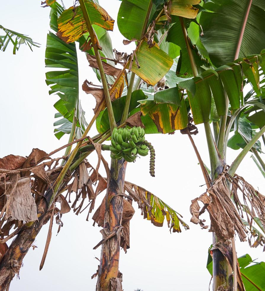 Banana tree growing fresh on a plantation photo