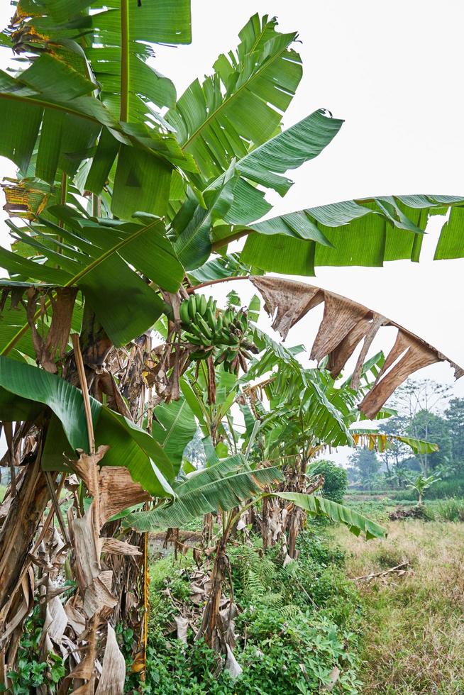 Banana tree growing fresh on a plantation photo