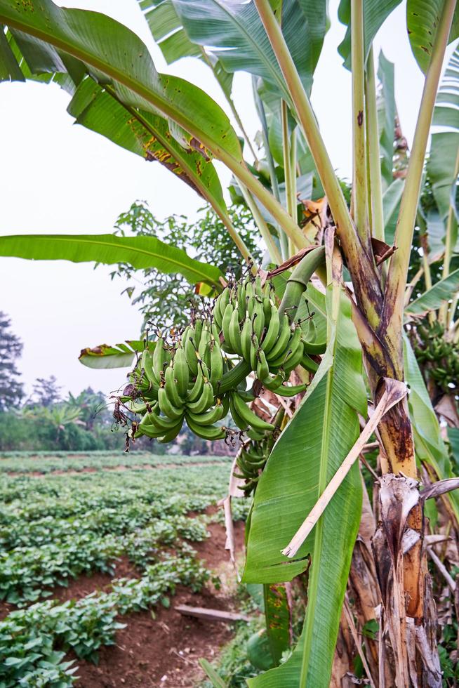 Banana tree growing fresh on a plantation photo