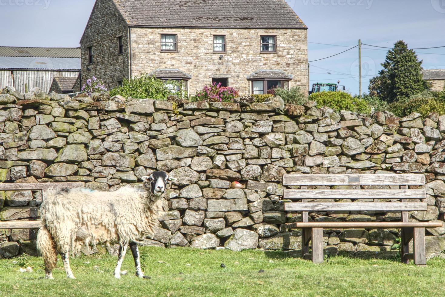 Sheep in front of stone wall in the yorkshire dales photo