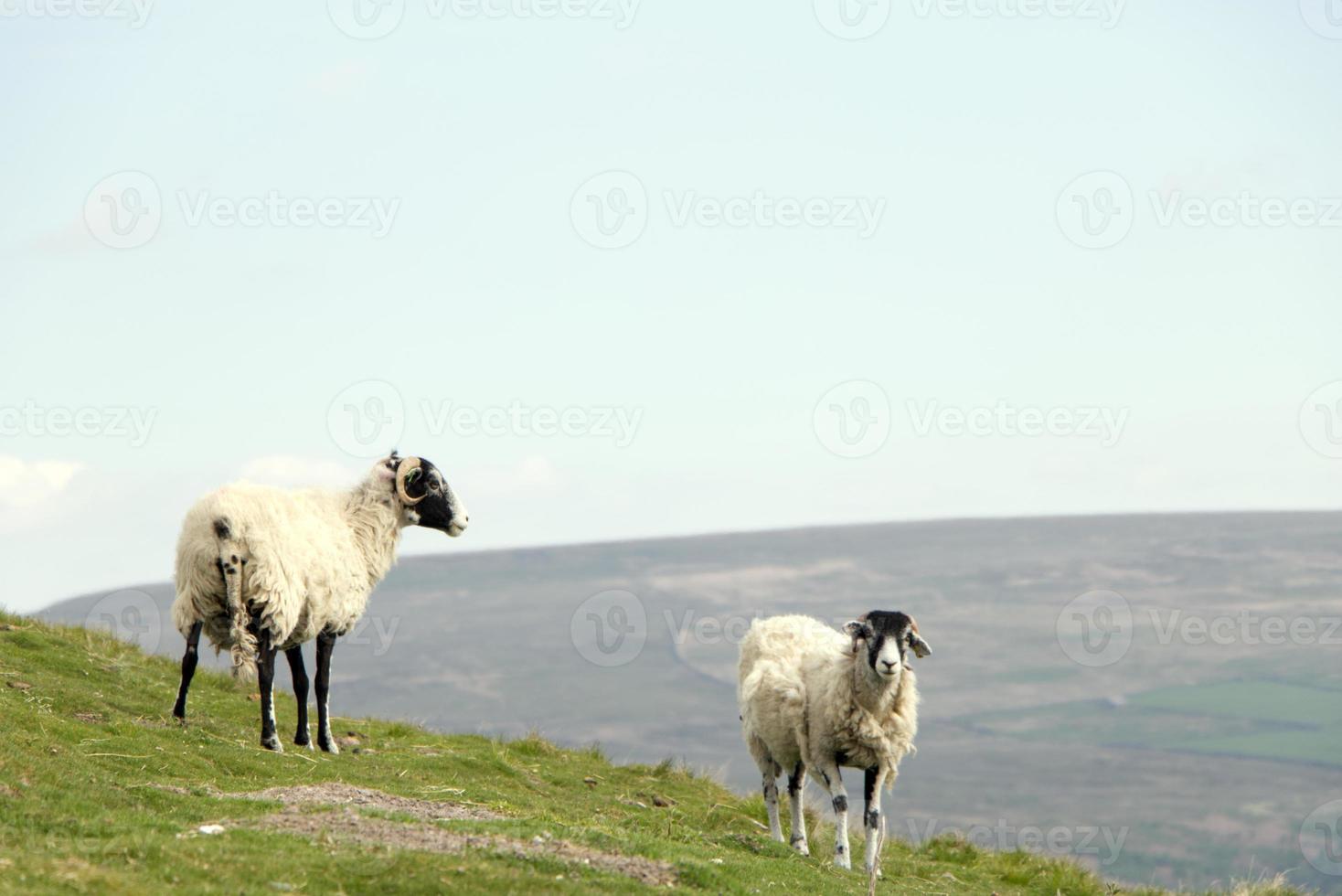 white and black sheep with Yorkshire Dales vista in the background photo