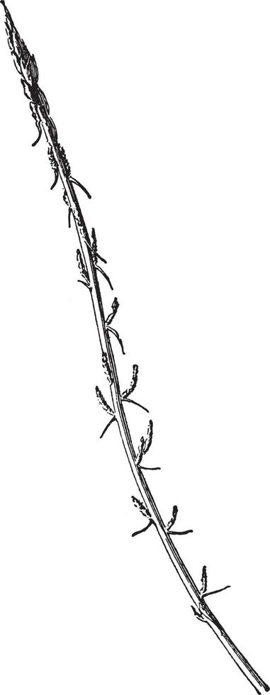 Shoot of Asparagus Sprengeri vintage illustration. vector