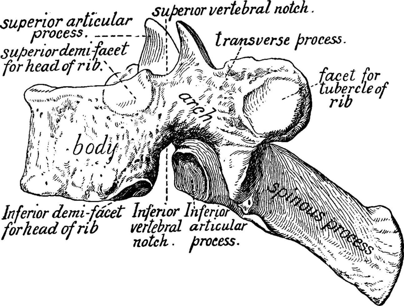 vértebra, ilustración vintage. vector