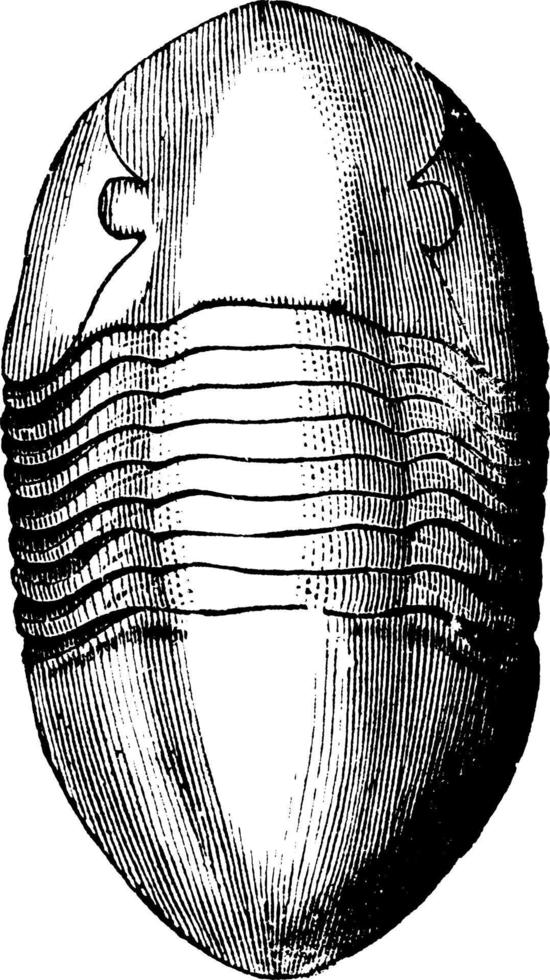 orthoceras articular, ilustración vintage vector