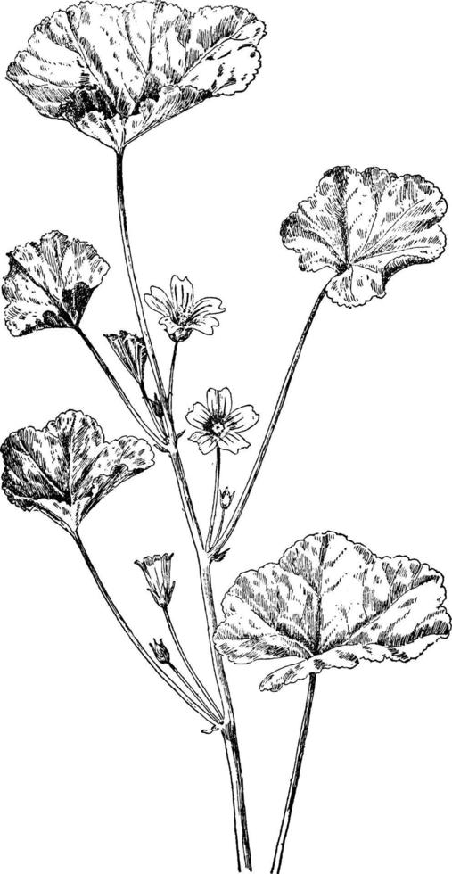 Common Mallow vintage illustration. vector