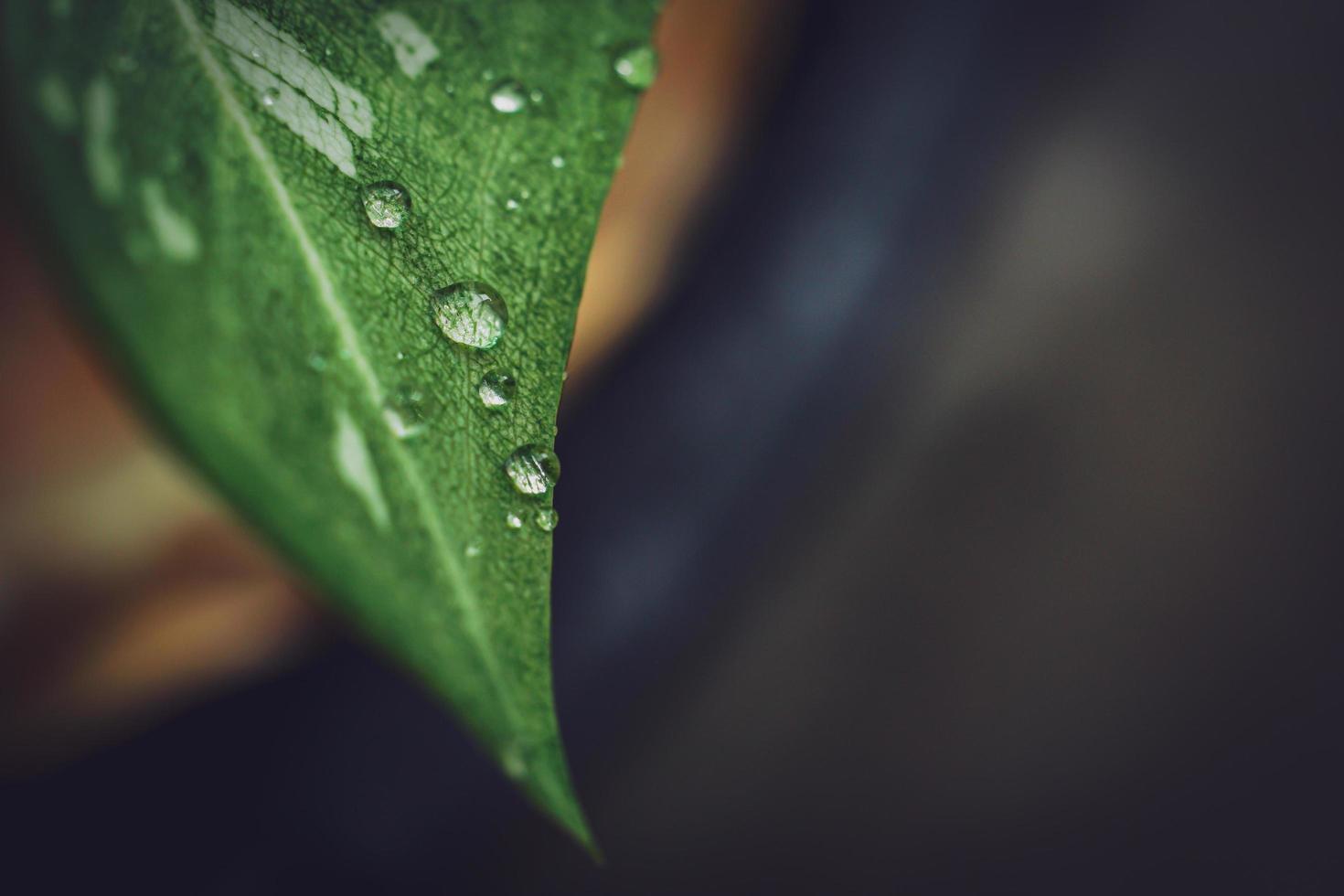 beautiful large clear raindrops on green leaves,morning dew drops glow in the sun beautiful leaf texture in nature nature background. photo