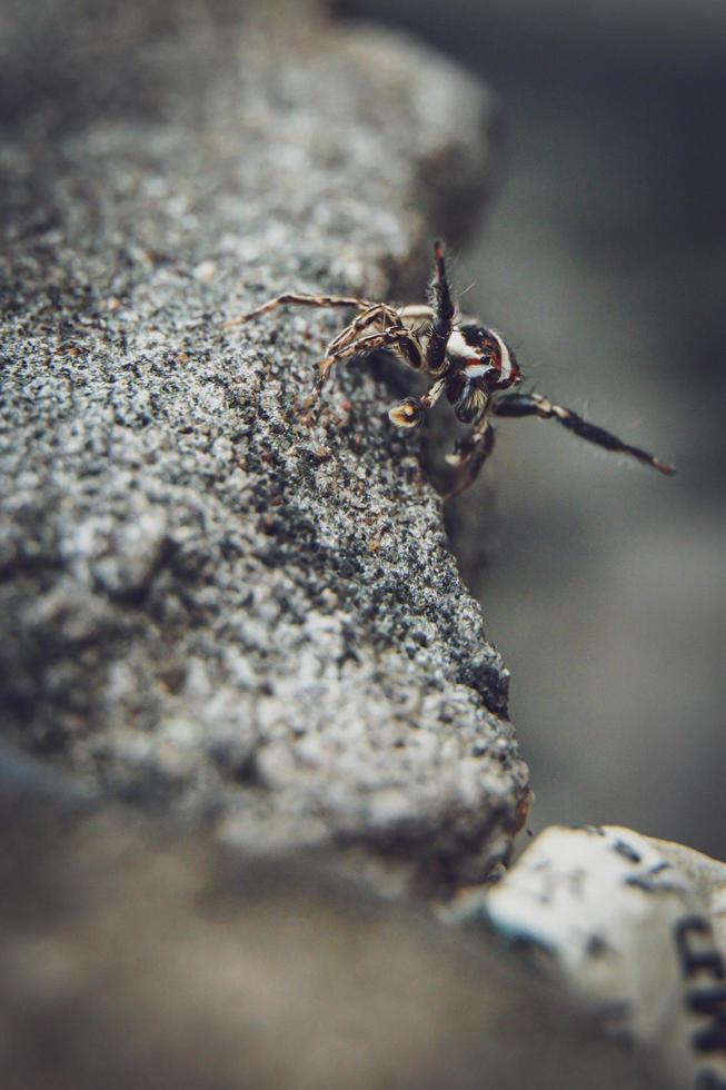 araña lince rayada. tipos de arañas imágenes macro de araña. foto de primer plano de araña.