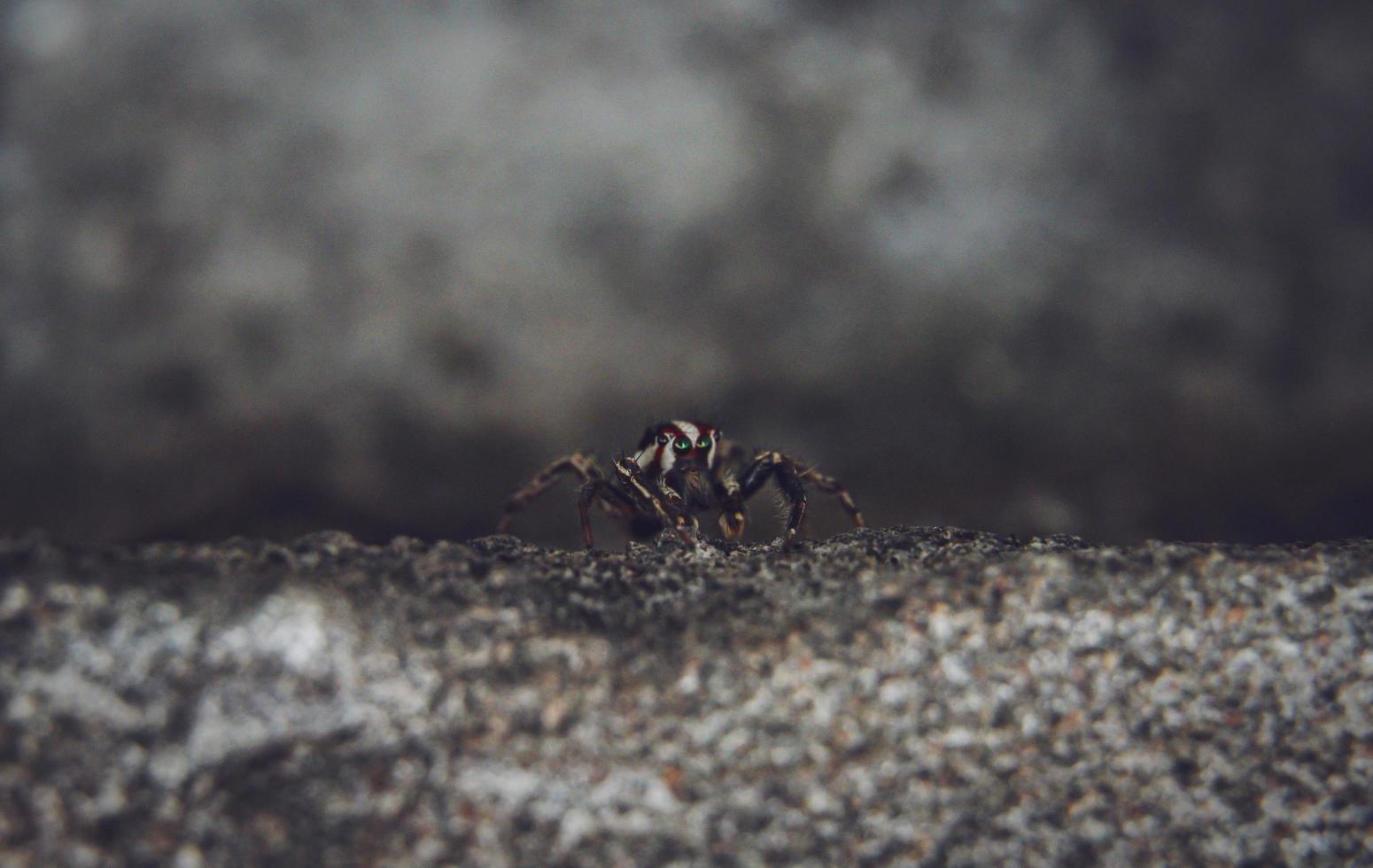 Striped lynx spider. spider types. spider macro images. Spider closeup photo. photo