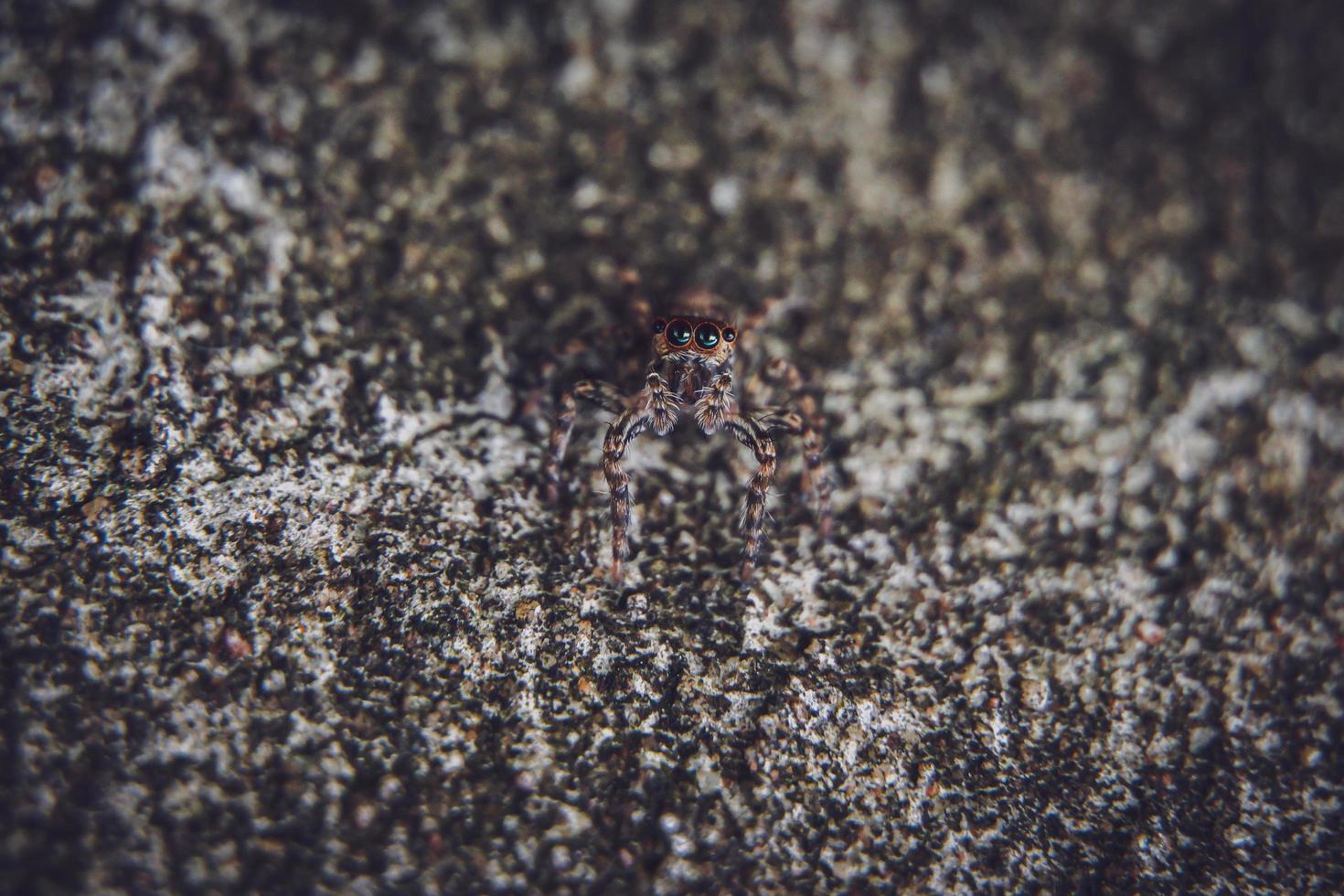 Striped lynx spider. spider types. spider macro images. Spider closeup photo. photo