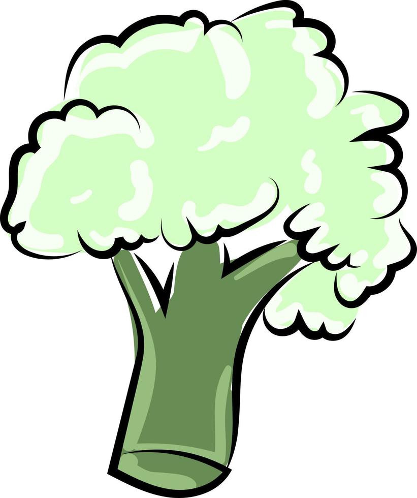 Dibujo de brócoli, ilustración, vector sobre fondo blanco.