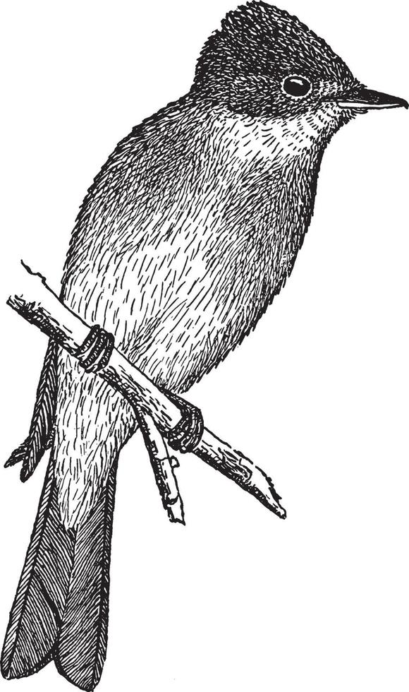 Western Wood Pewee, vintage illustration. vector