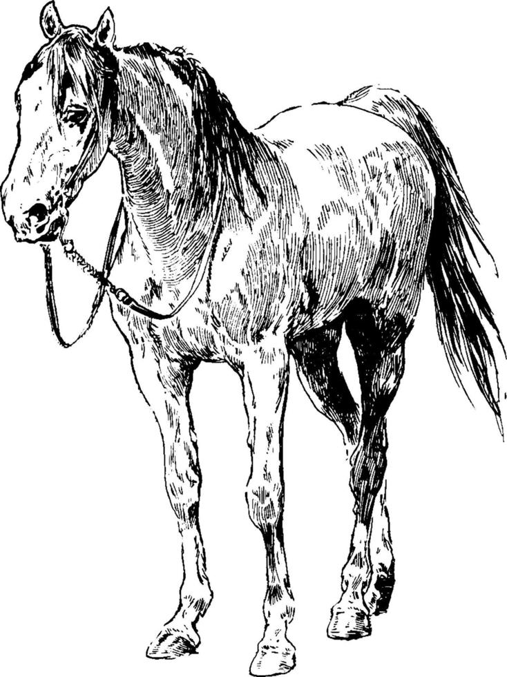 Horse, vintage illustration. vector