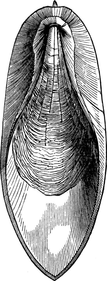 Bone of the cuttle fish, vintage illustration. vector
