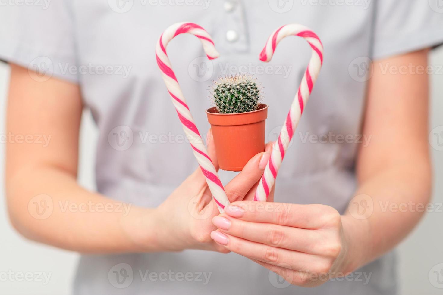 Small cactus in pot with christmas candy in hands photo