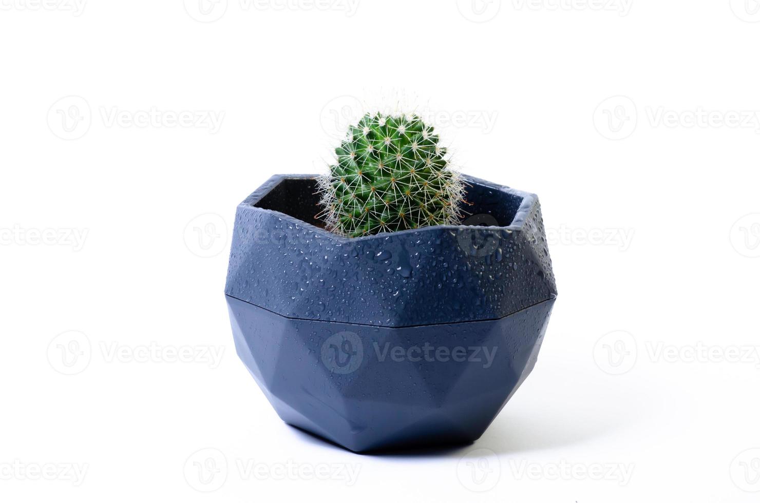 potted cactus succulent with water drops photo