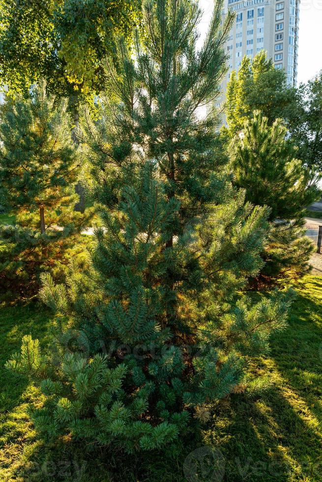 Separately growing conifer in the park. Large coniferous photo