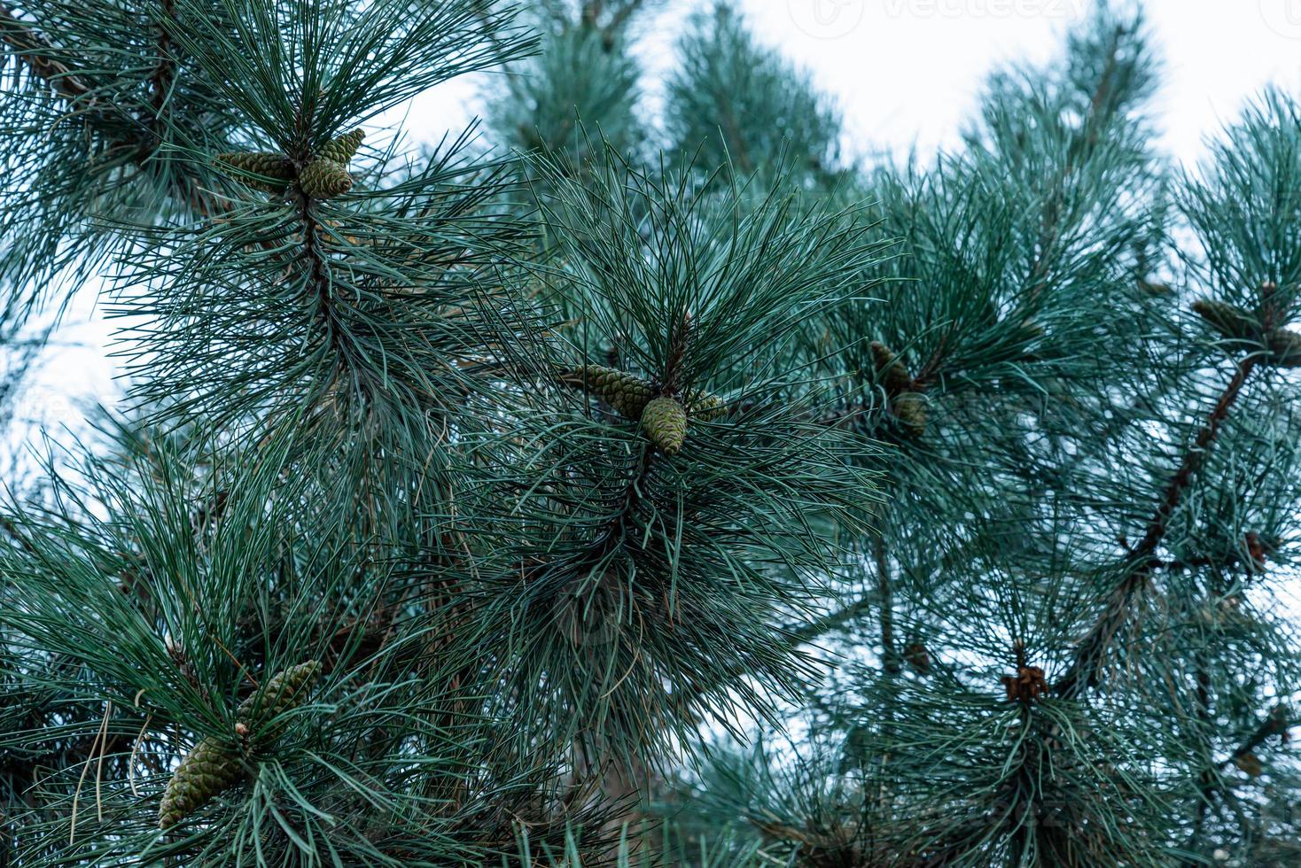 Separately growing conifer in the park. Large coniferous photo