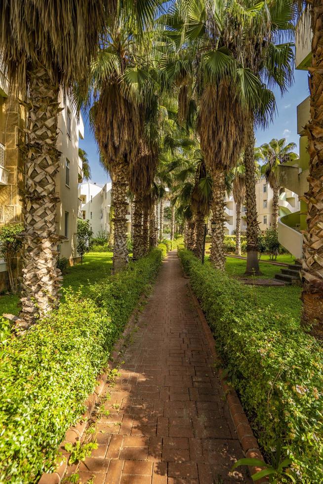 peaceful road under palm trees photo