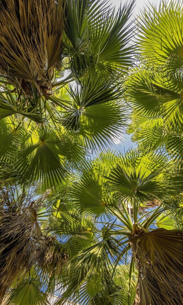 bottom view of palm trees and blue sky photo