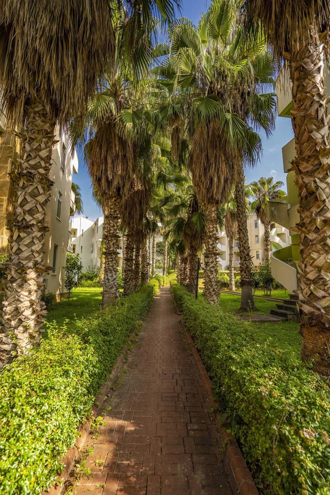 peaceful road under palm trees photo