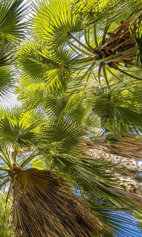 bottom view of palm trees and blue sky photo
