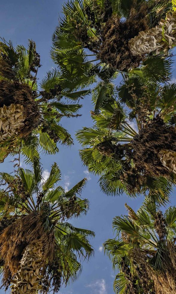 bottom view of palm trees and blue sky photo