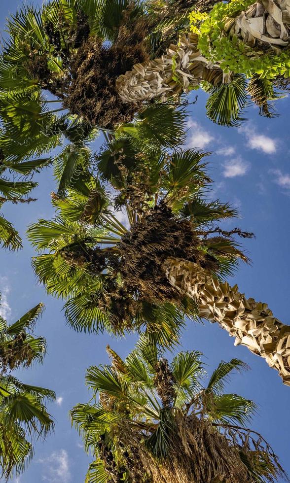 bottom view of palm trees and blue sky photo