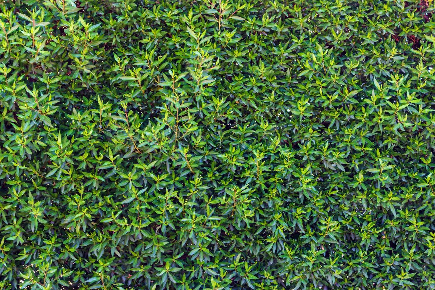 Green leaf texture. Leaf of tree texture background photo