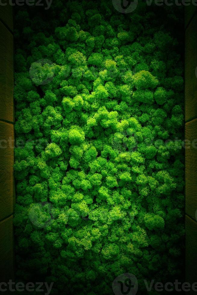 Green decorative moss texture. Wall from moss background. Stock Photo