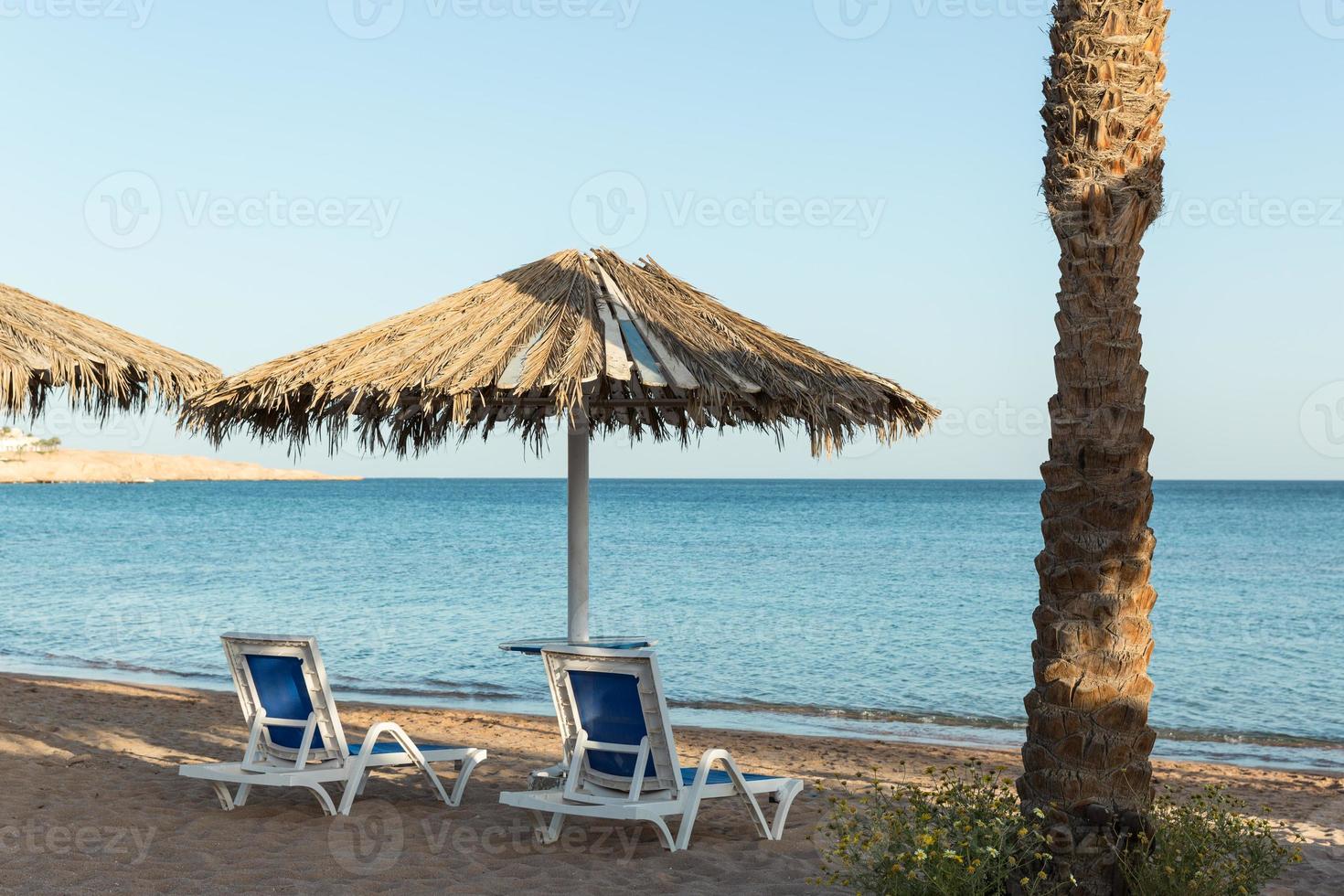 A sun lounger under an umbrella. sandy beach with palm trees with a metal pergola and plastic sun loungers photo