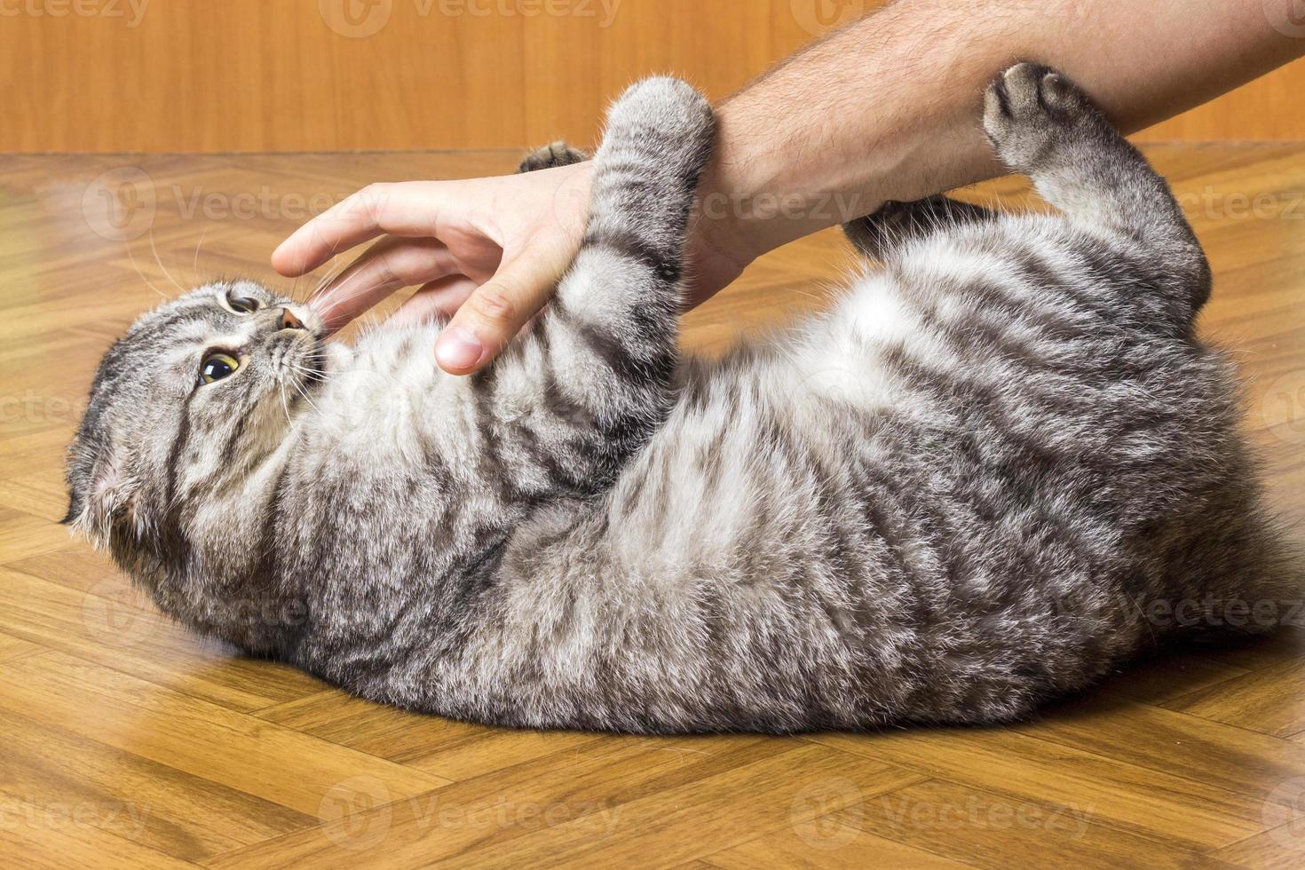 Man hand is playing with a lovely cat holding him by the paws photo