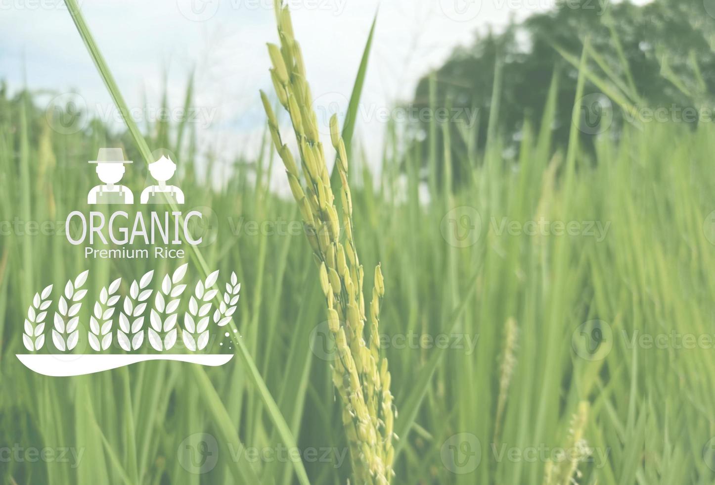 Premium organic rice, natural products. Cultivated by meticulous agriculture photo