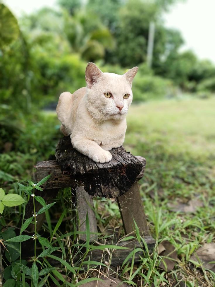 A cream-colored, yellow-eyed male cat looking forward and sitting on a log. There are trees and green grass in the background. Stay in close contact with the nature of the native species of South Asia photo