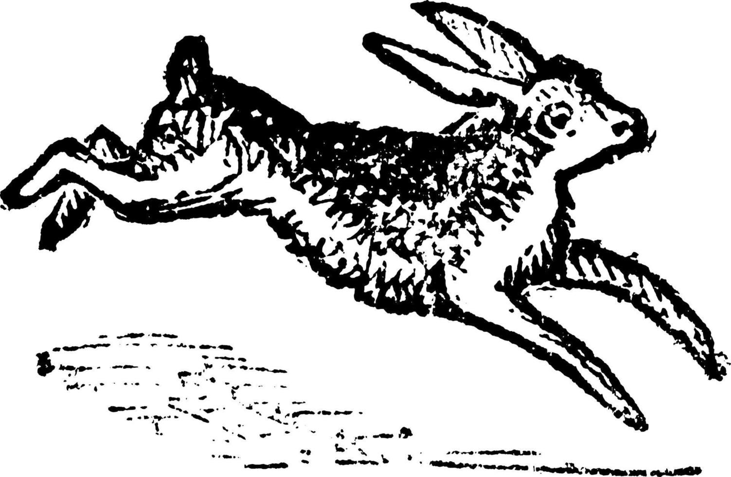 Hare, vintage illustration. vector