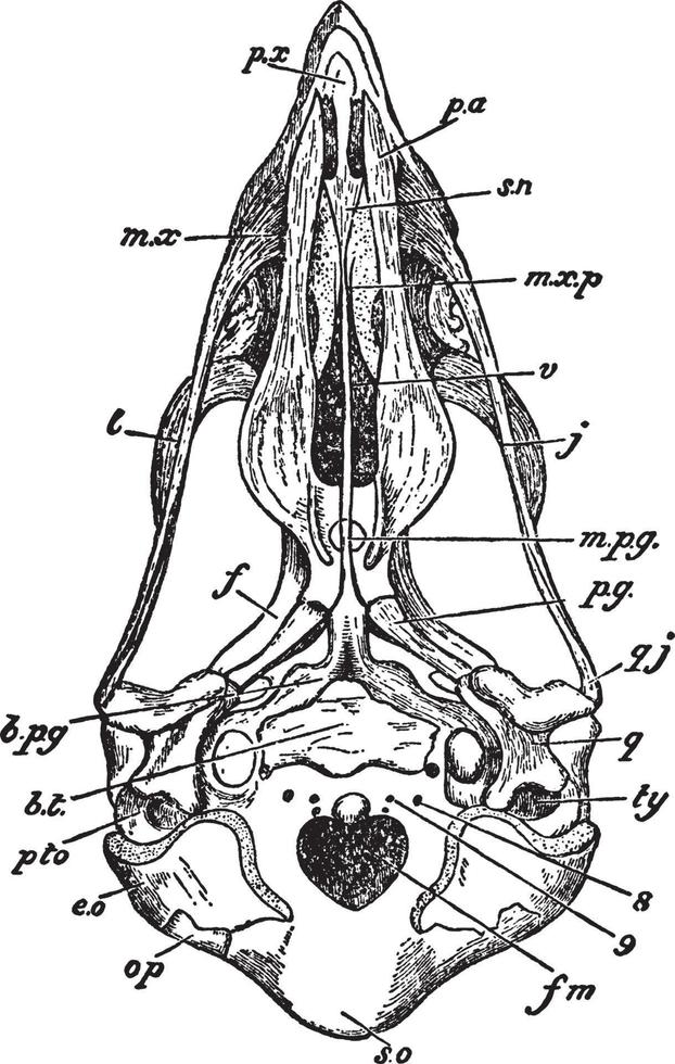Sparrowhawk Skull, vintage illustration. vector