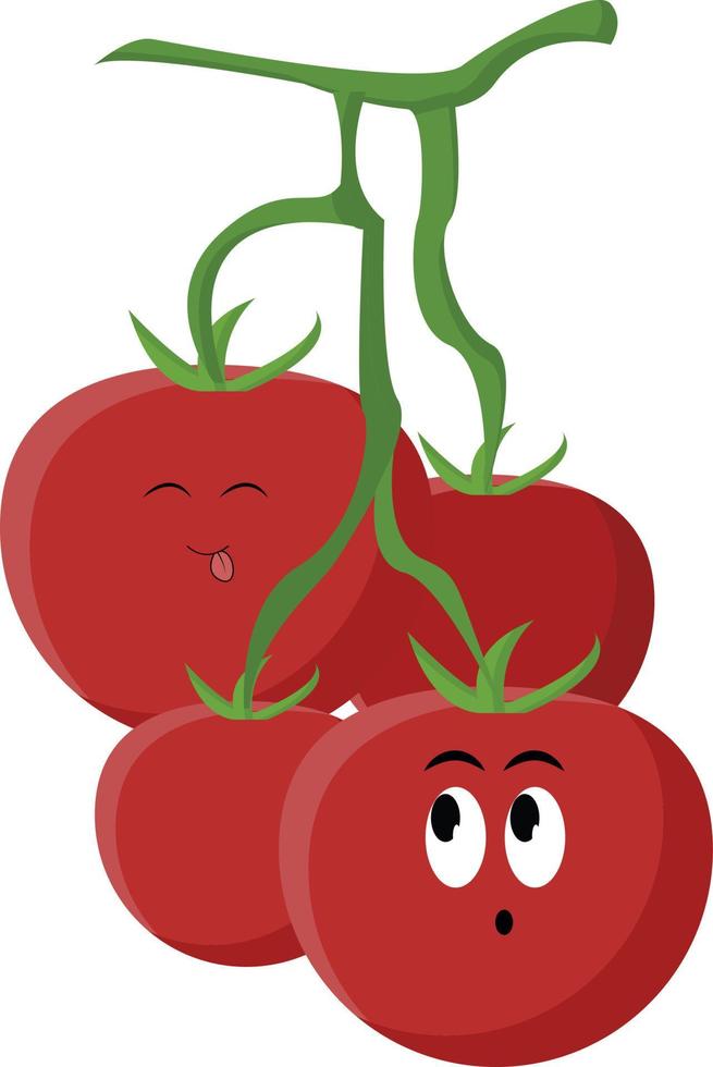 tomates, ilustración, vector sobre fondo blanco.