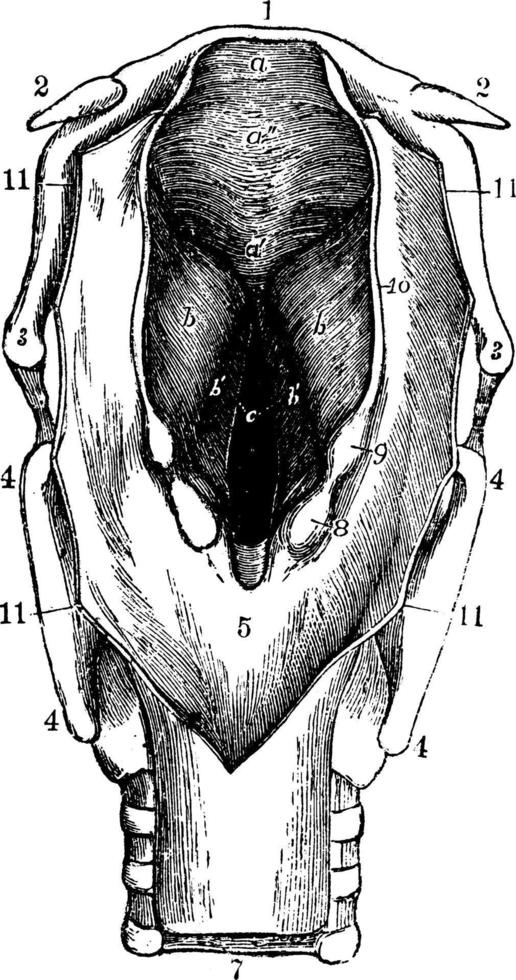 Larynx, vintage illustration. vector