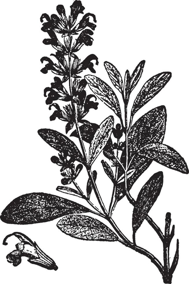 Sage vintage illustration. vector