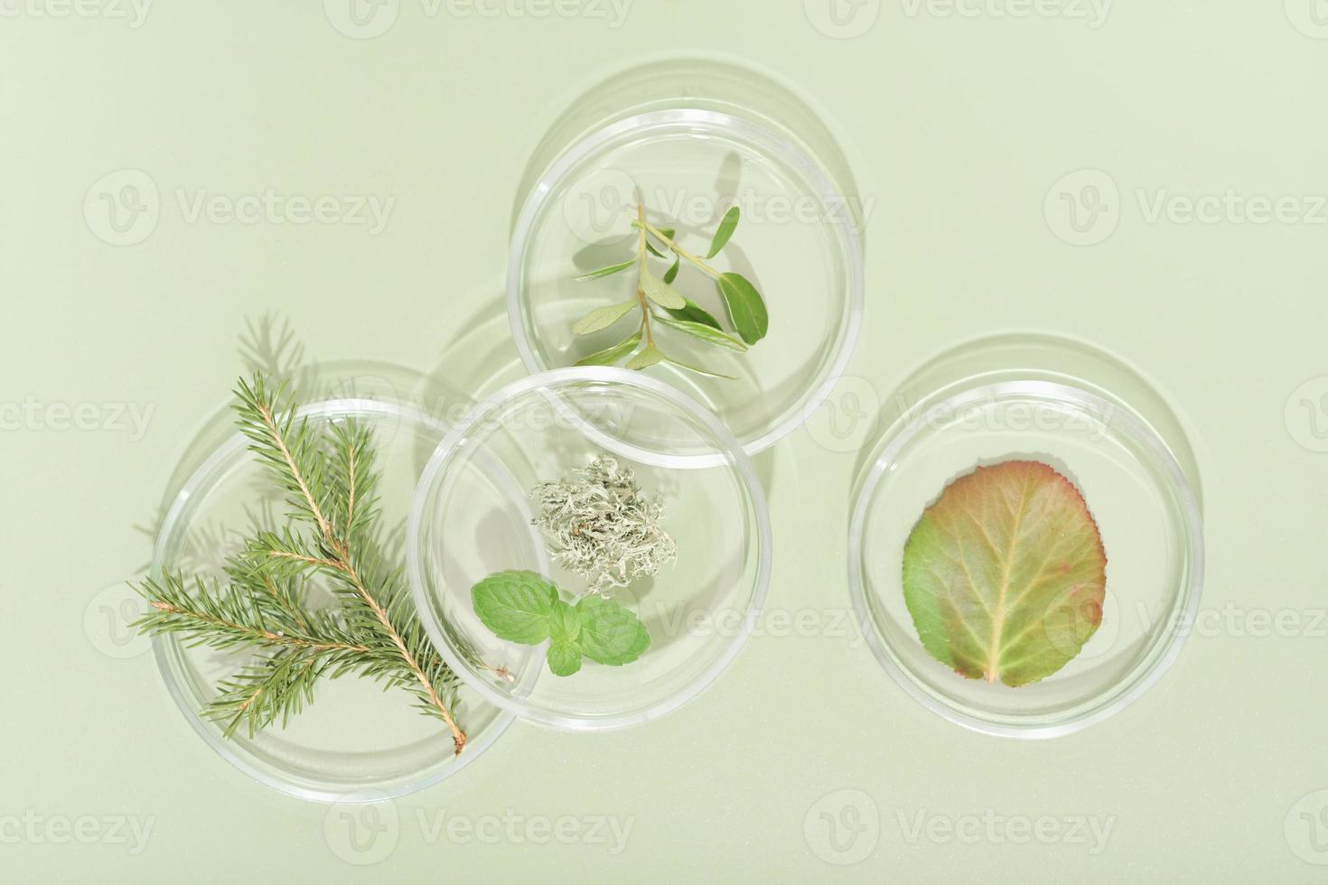 top view of petri dishes with wild grown forest plants, fir tree branch, moss and bilberry leaves. biology research. green background. photo